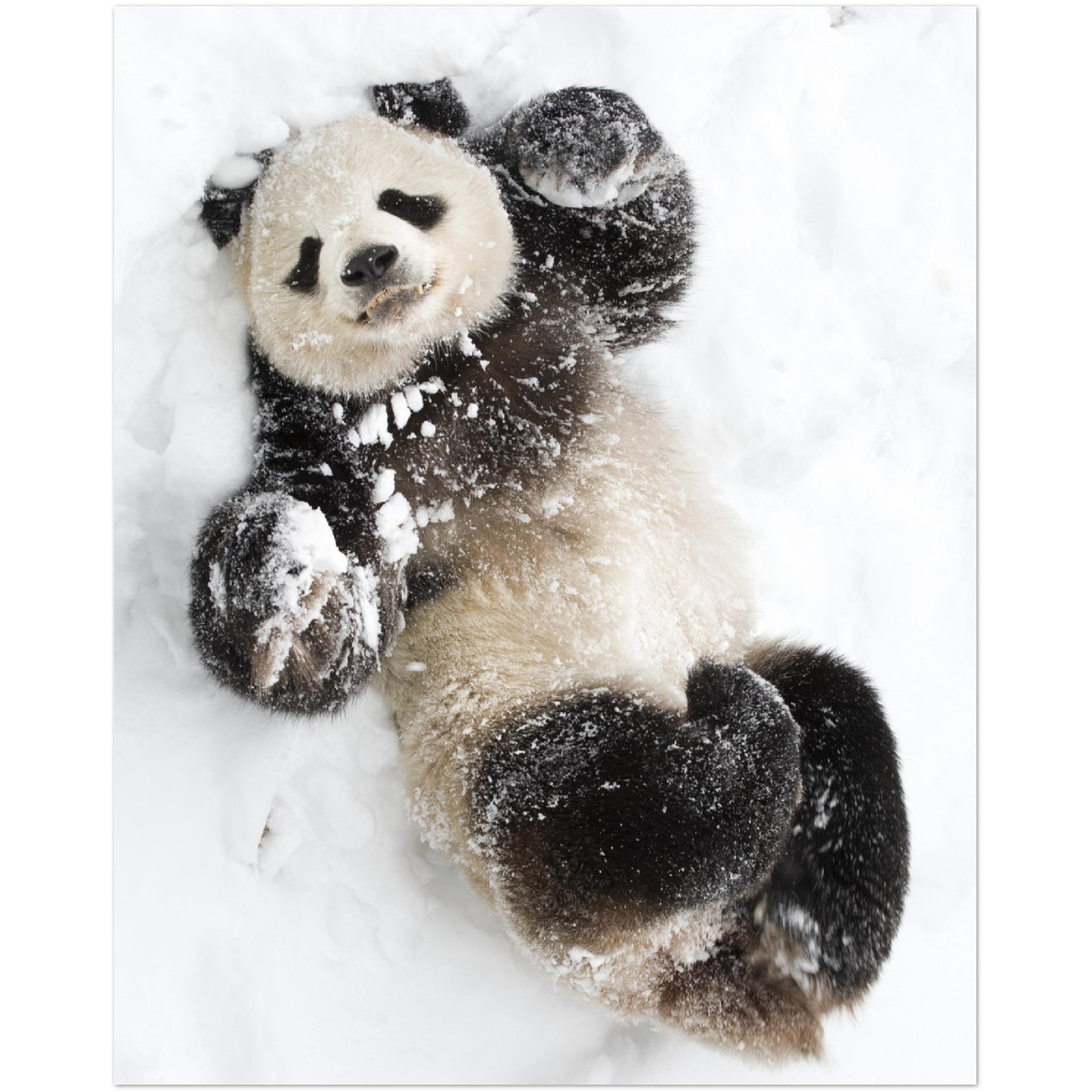 Playful Panda Print