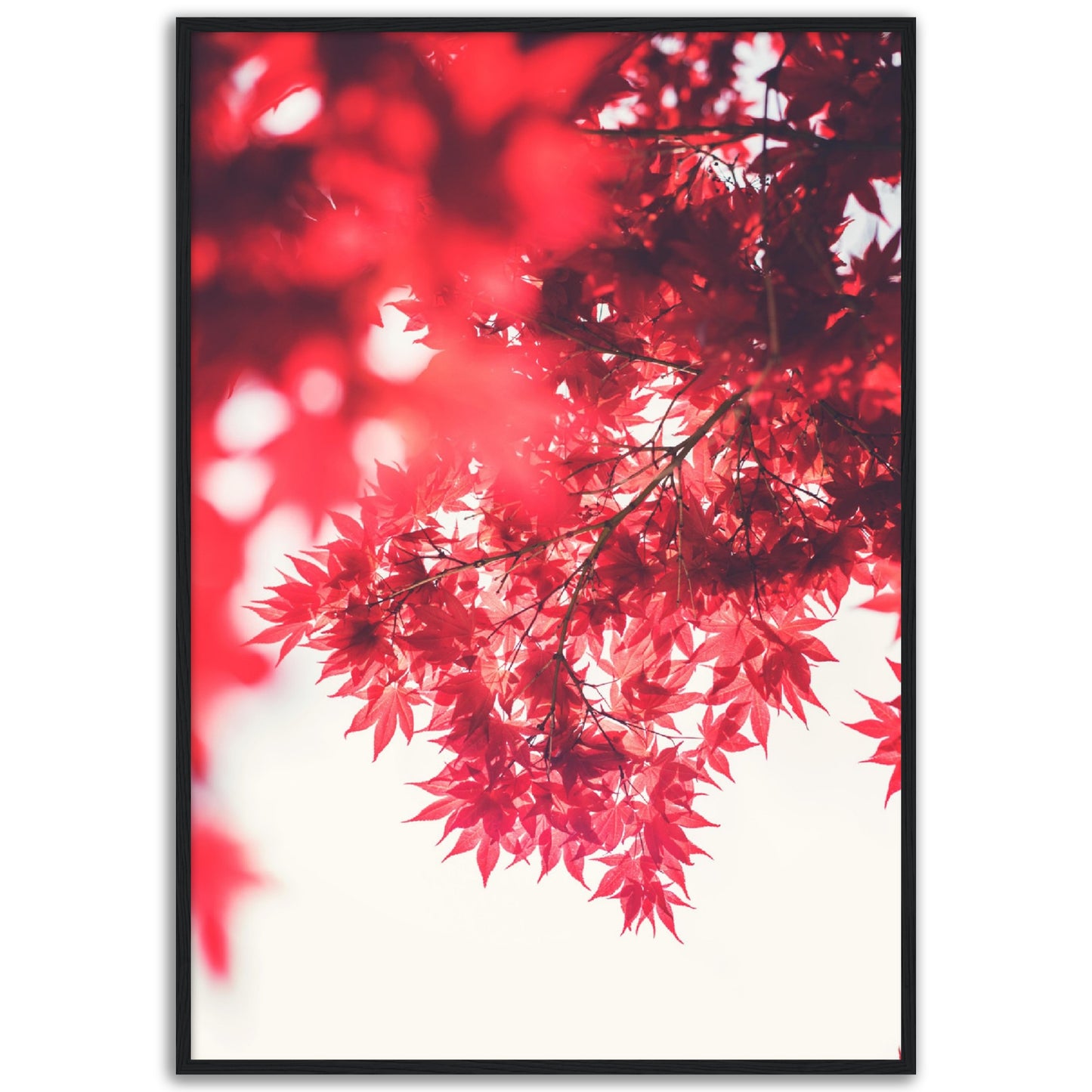 Red Maple No2 Print