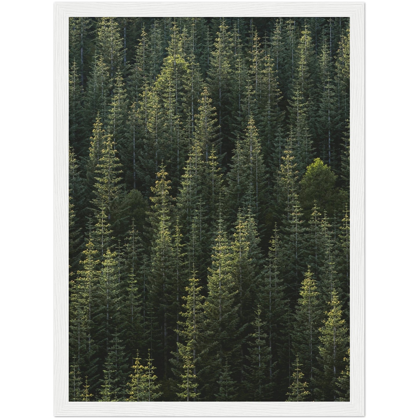 Forest Print