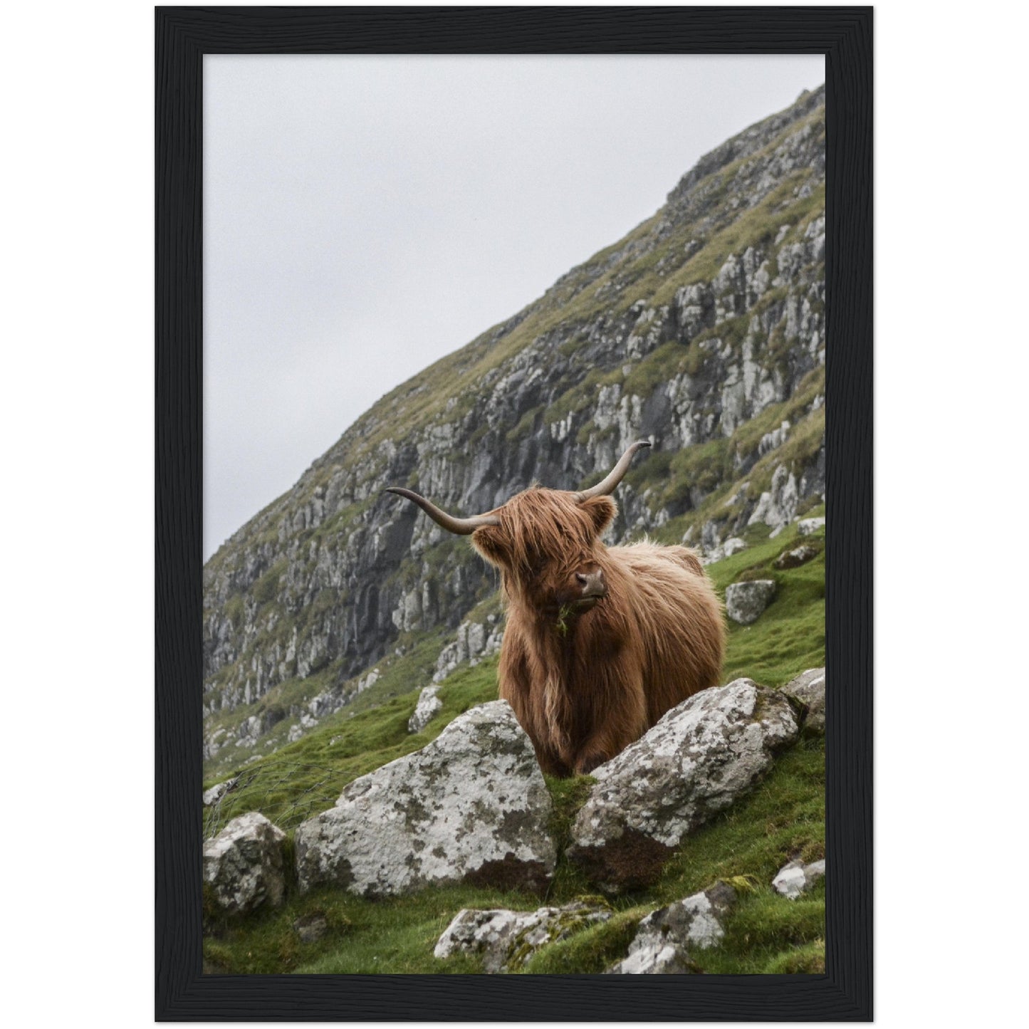 Cliff Highland Cow Print