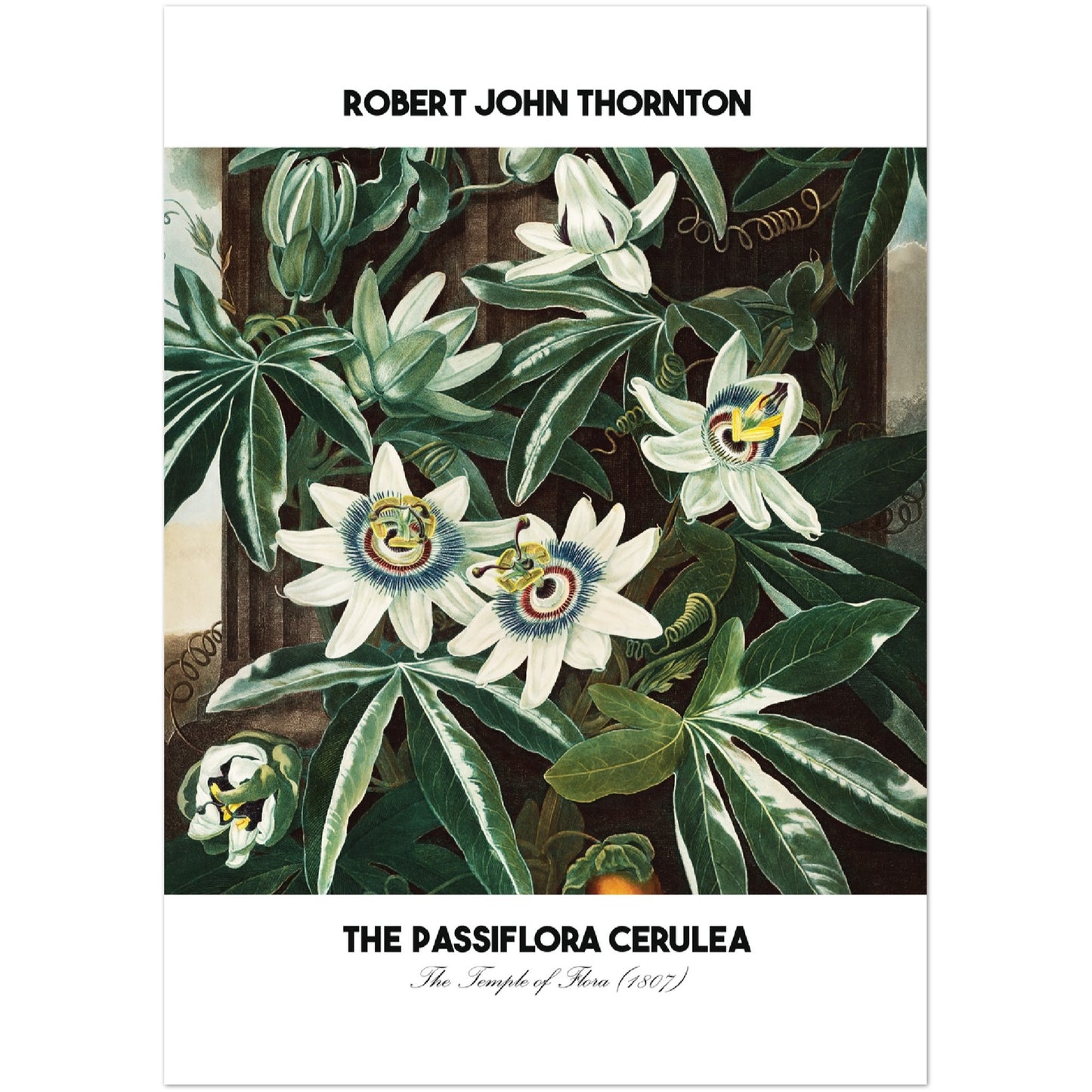 The Passiflora Cerulea Print