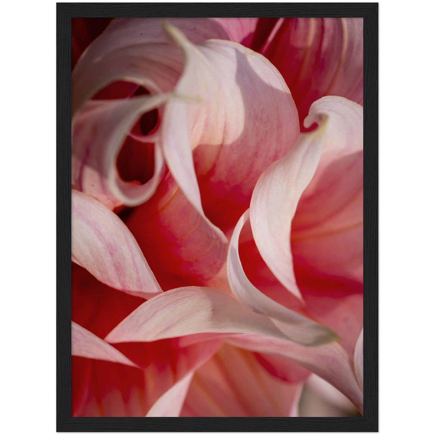 Pink Lilies Print