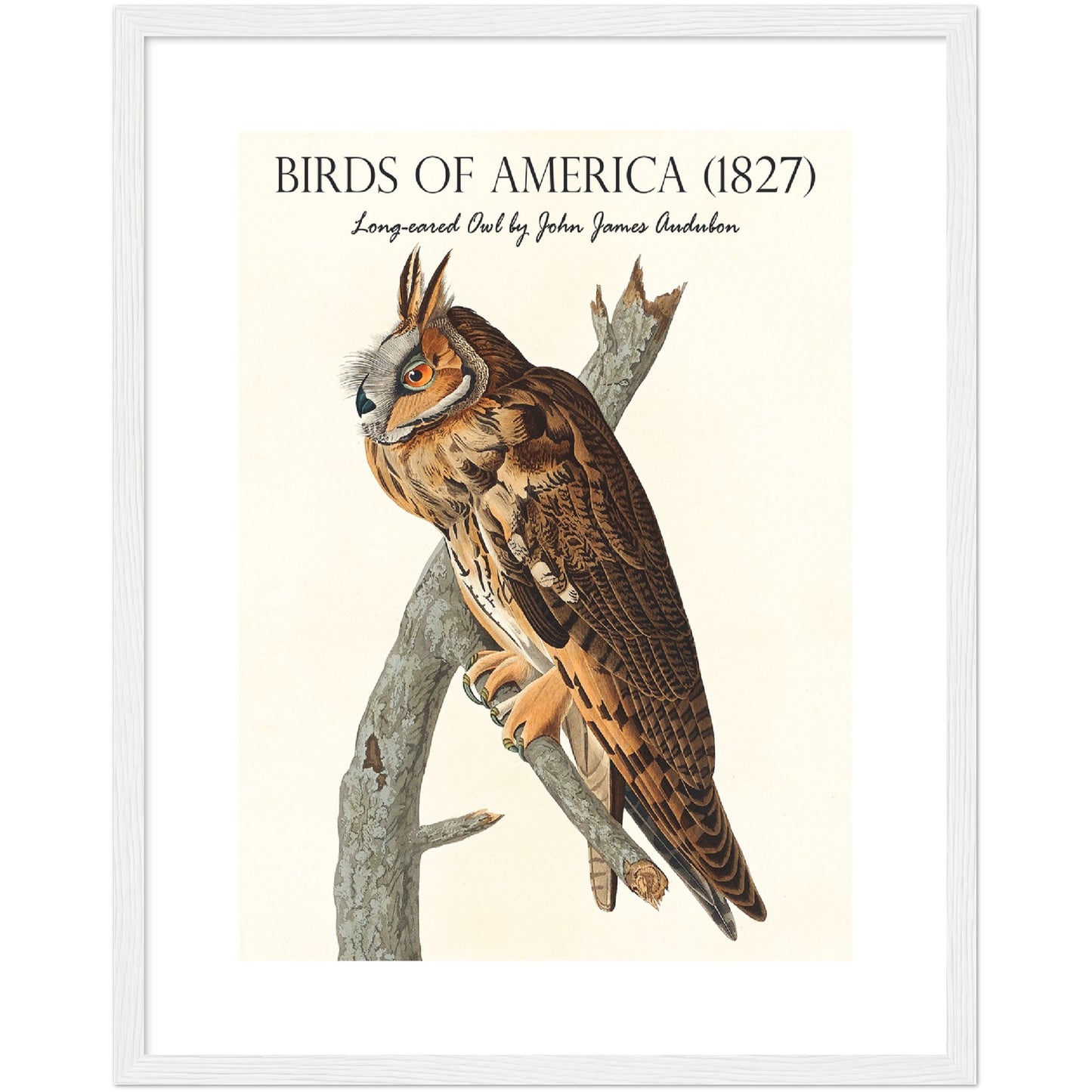 Long-eared Owl Print