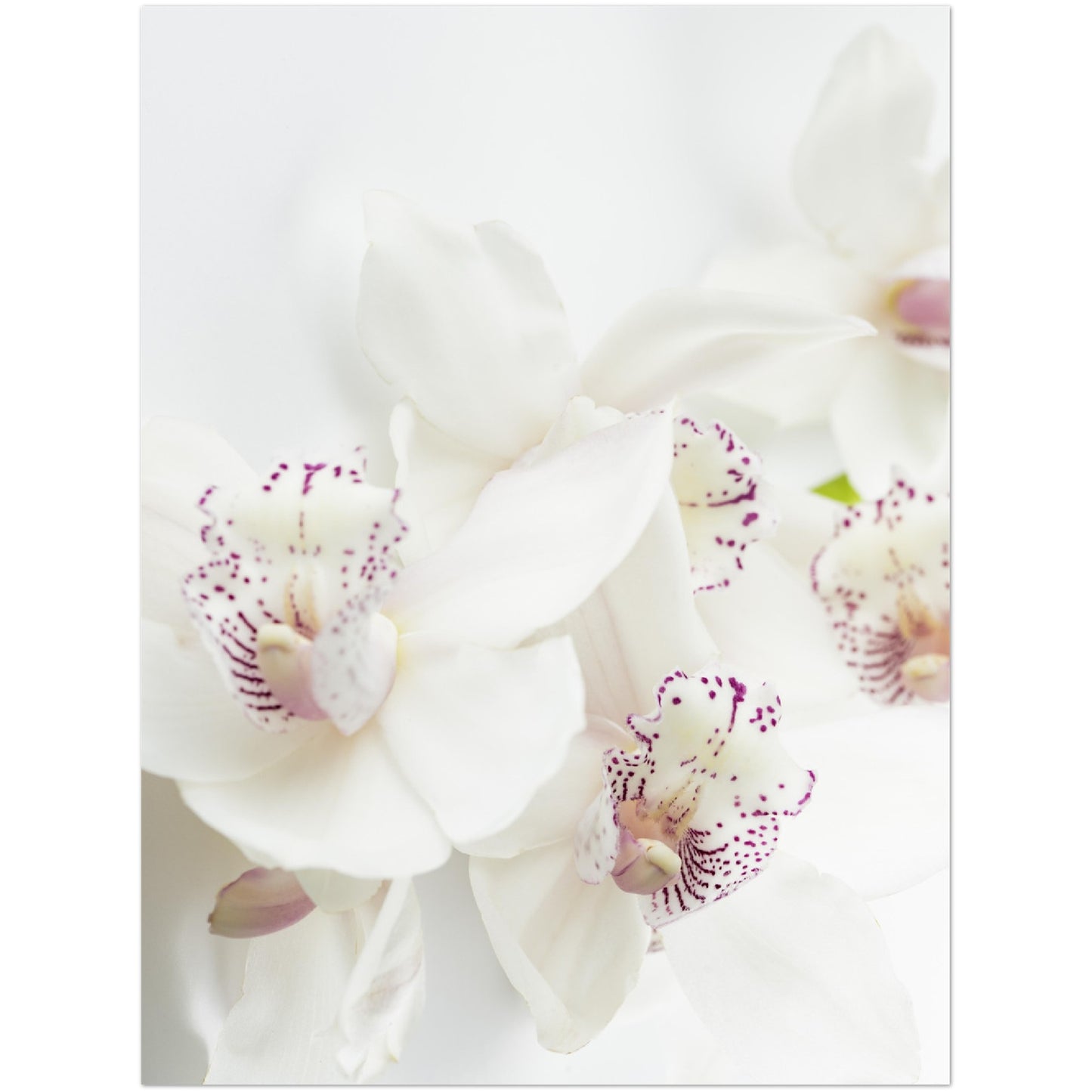 White Orchid Print