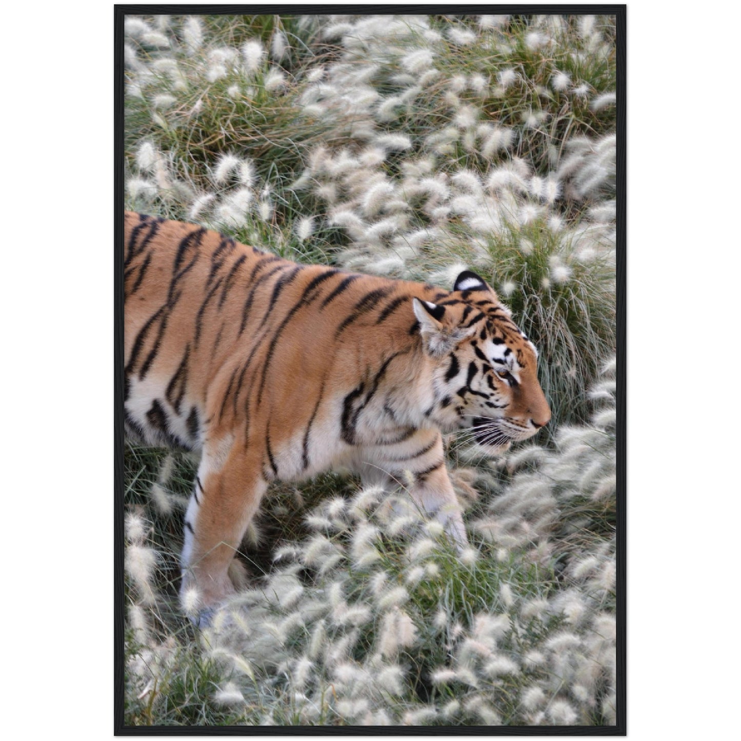 Grass Tiger Print