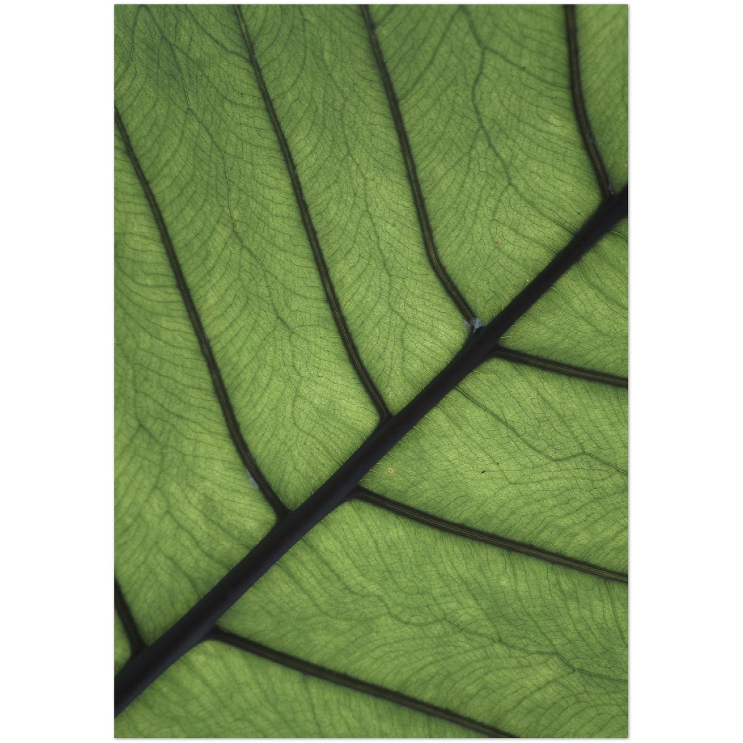 Leaf Texture Print