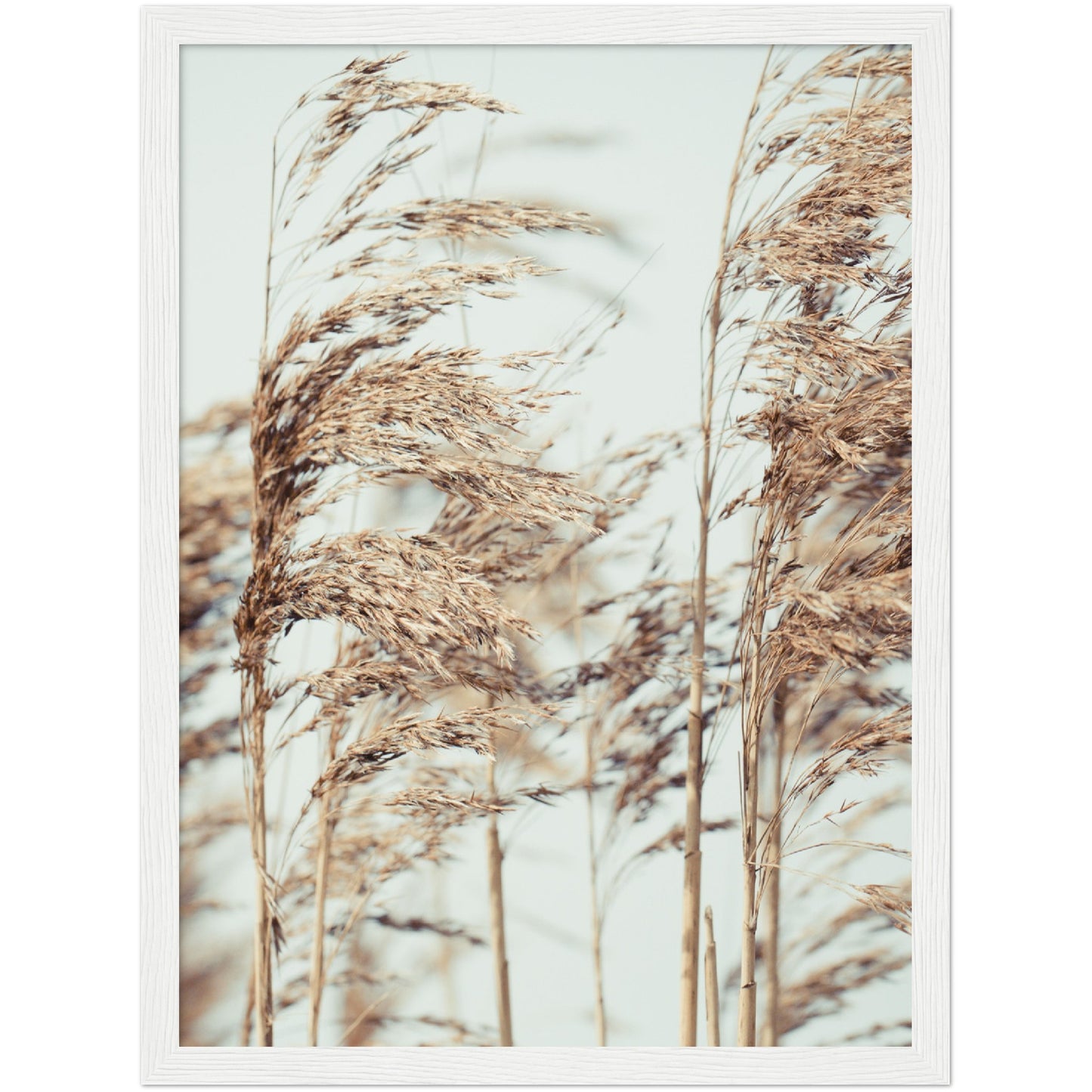 Wheat Print