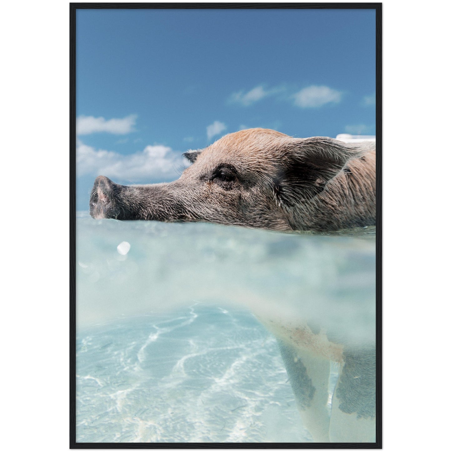 Swimming Pig Print