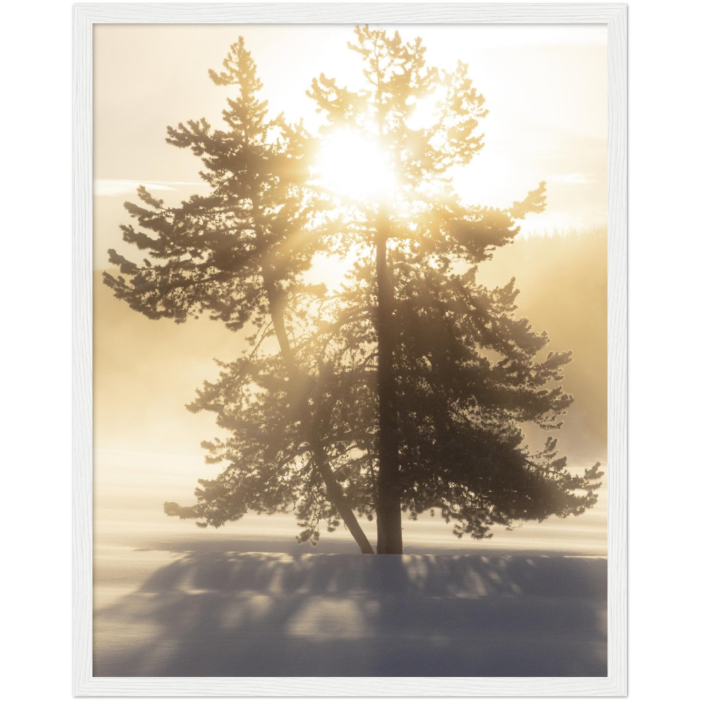 Sunlit Tree Print