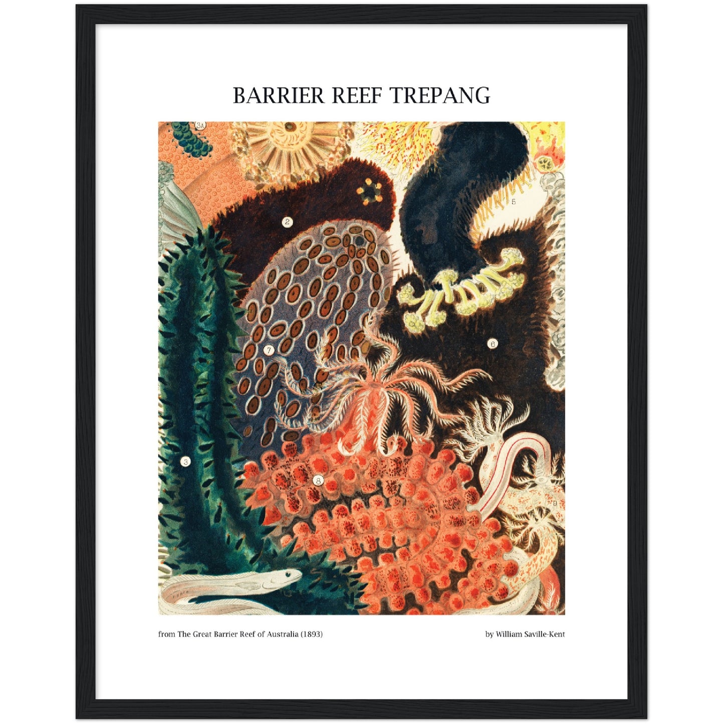 Barrier Reef Trepang Print
