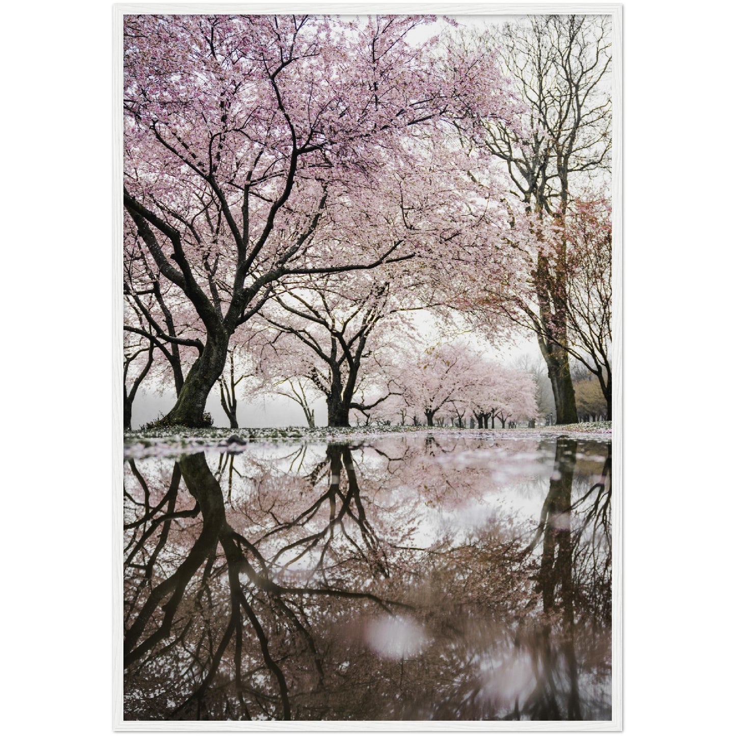 Tree Reflections Print