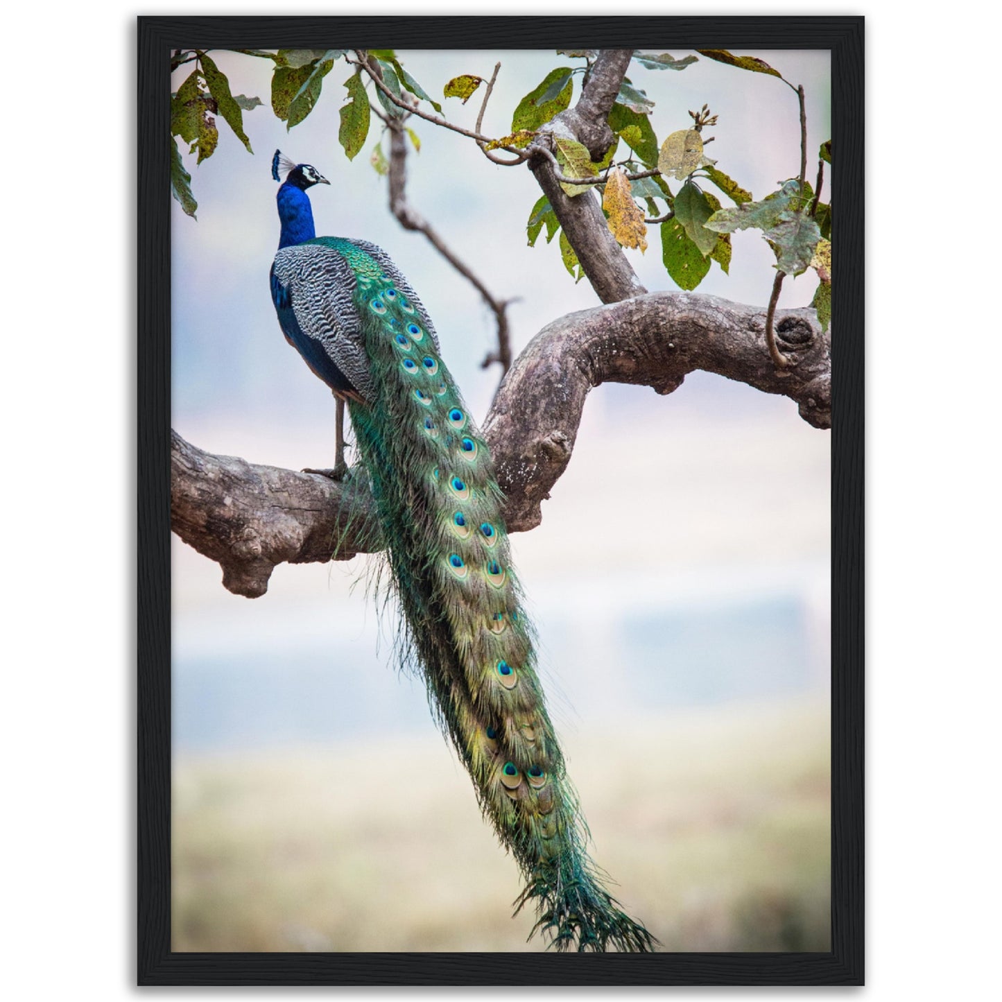 Peacock in a Tree Print