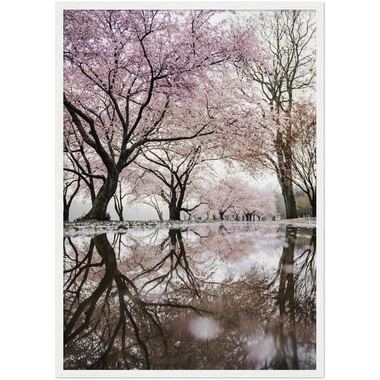 Tree Reflections Print