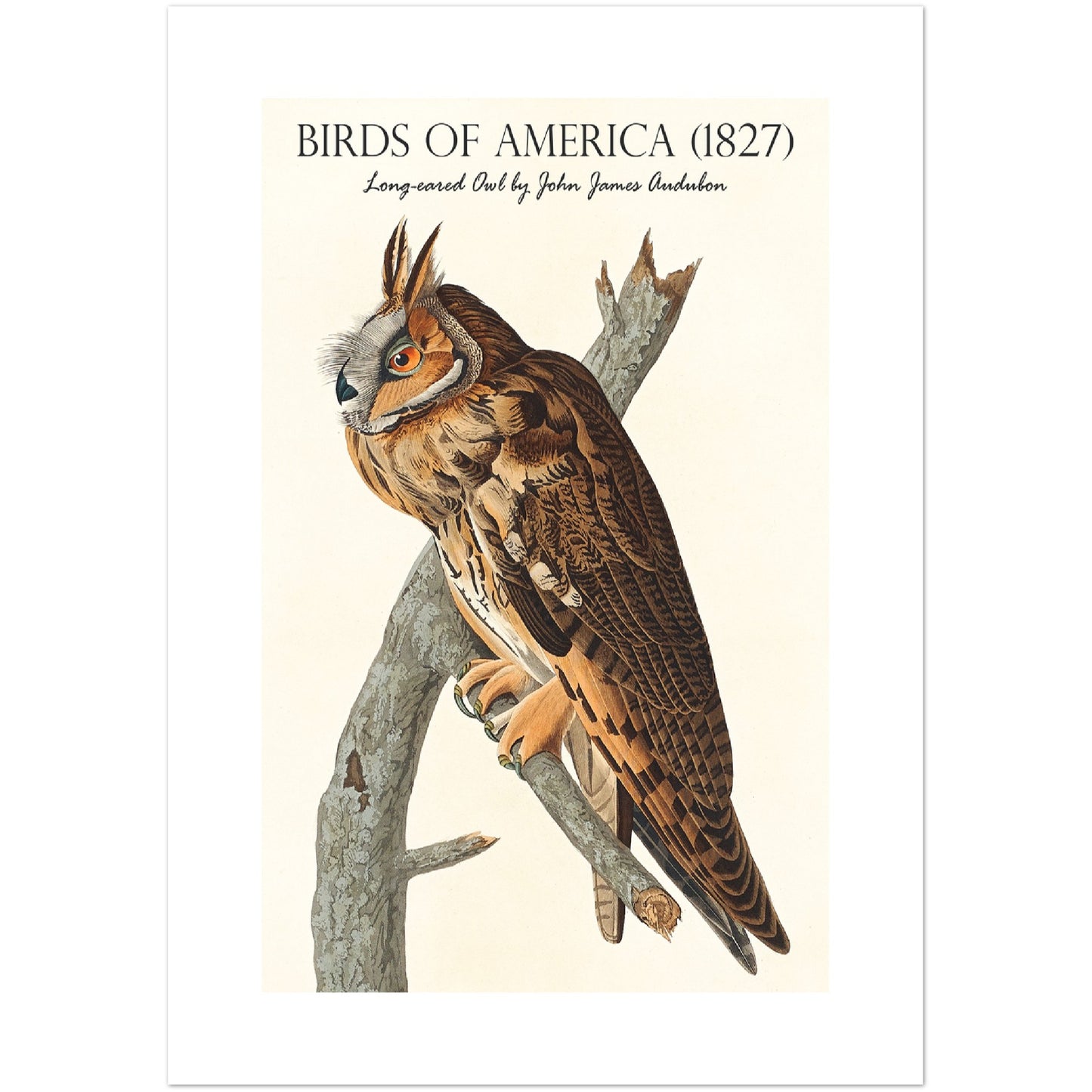 Long-eared Owl Print