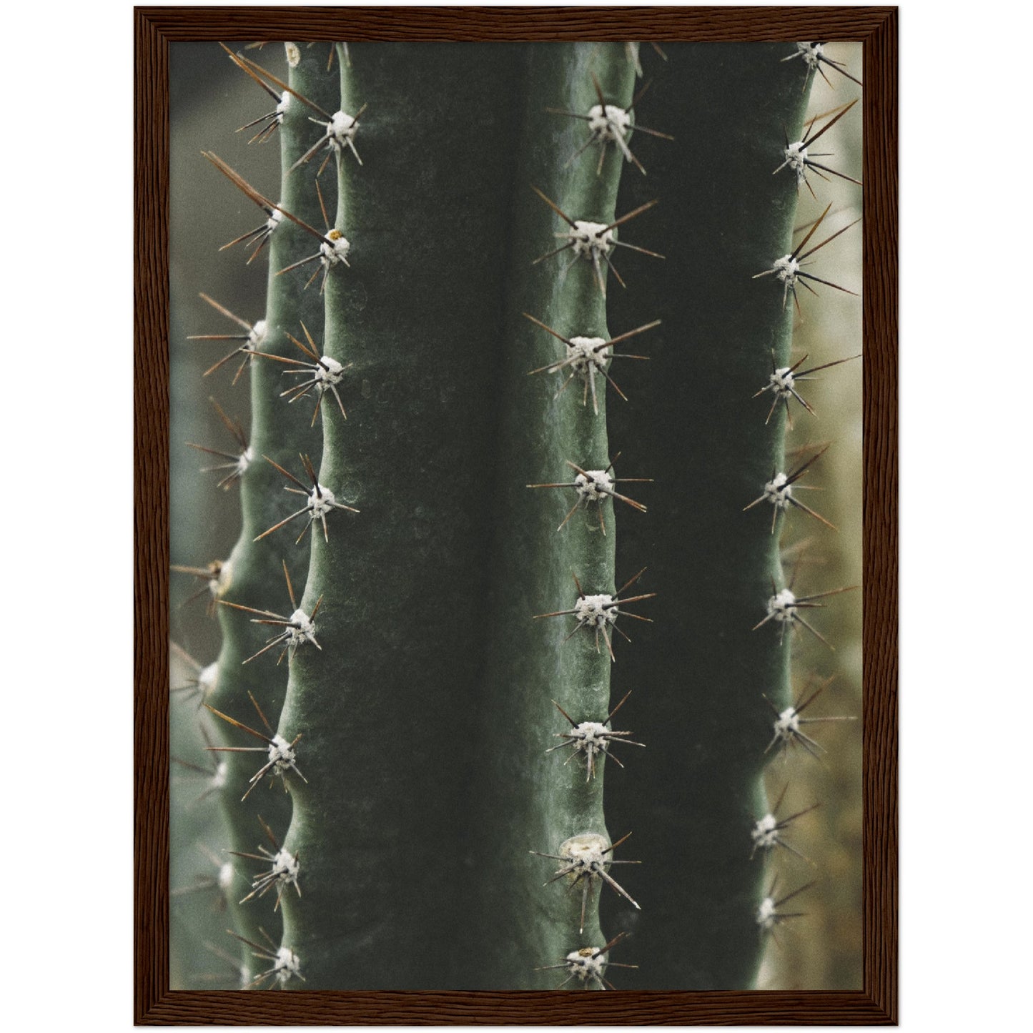 Cactus No2 Print