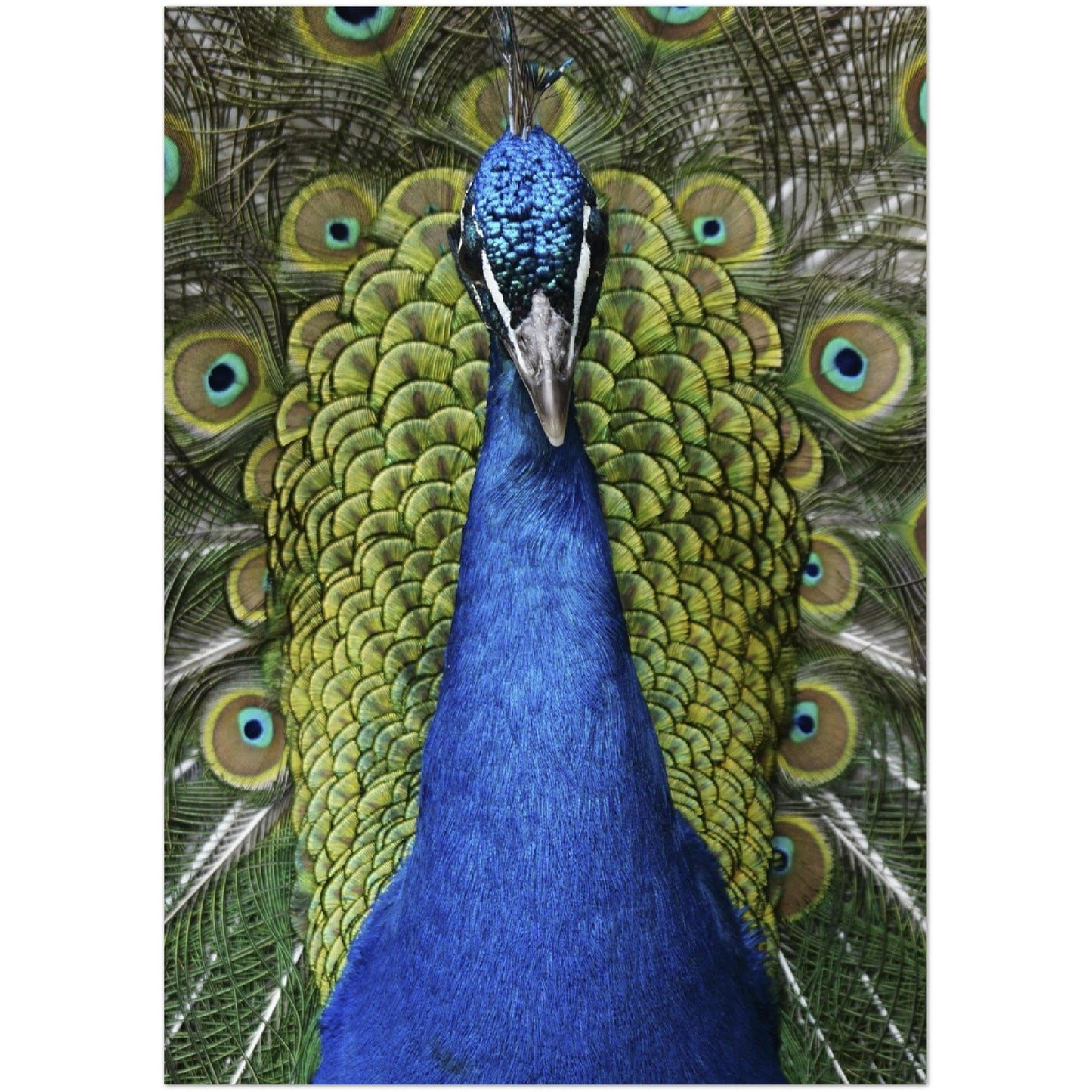 Peacock Print