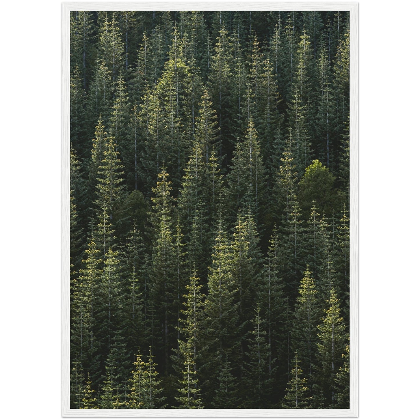 Forest Print