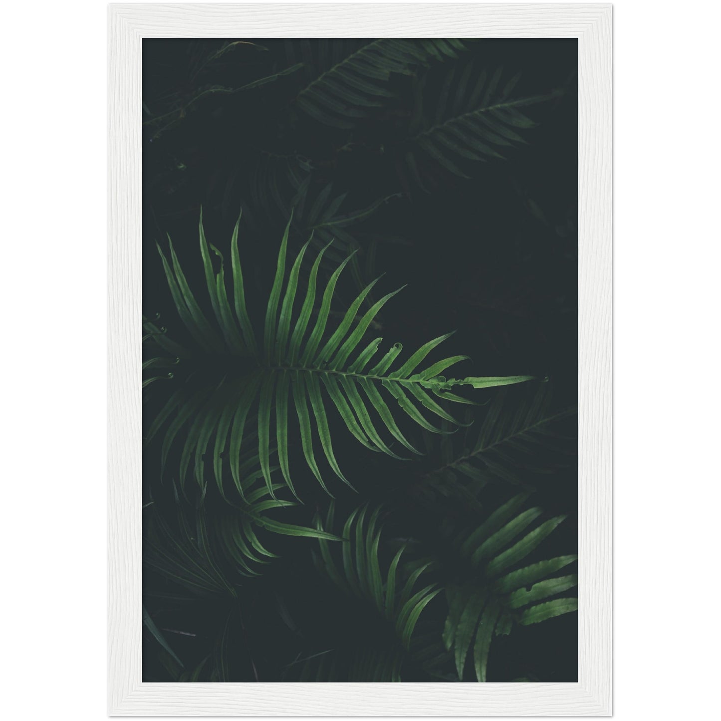 Fern Leaf Print