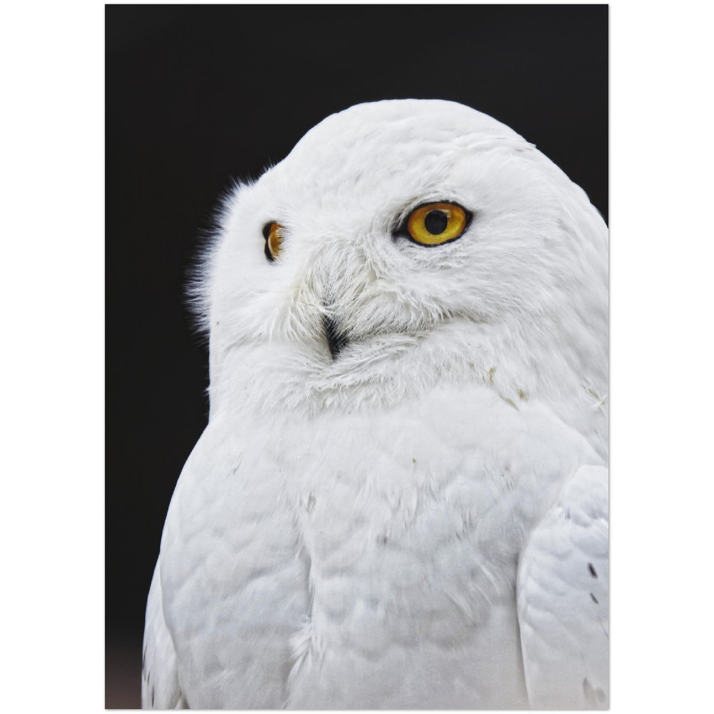 White Owl Print