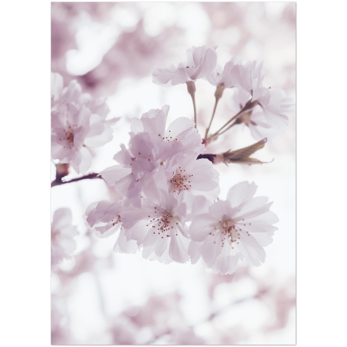 Cherry Blossoms Print