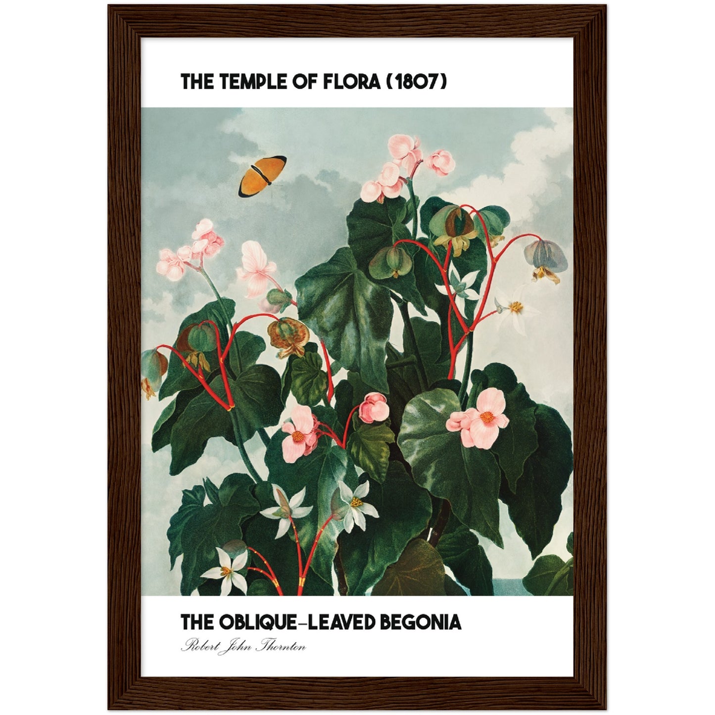 The Oblique-Leaved Begonia Print