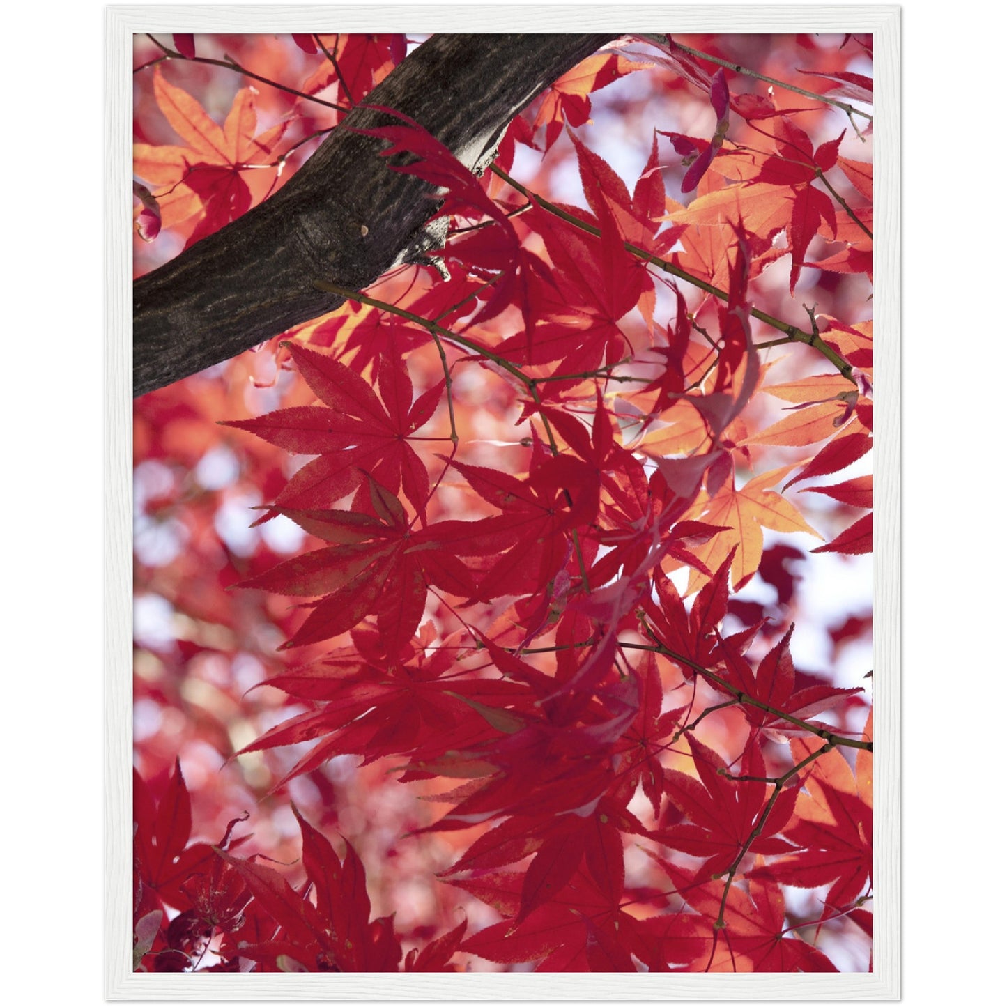 Red Maple Print