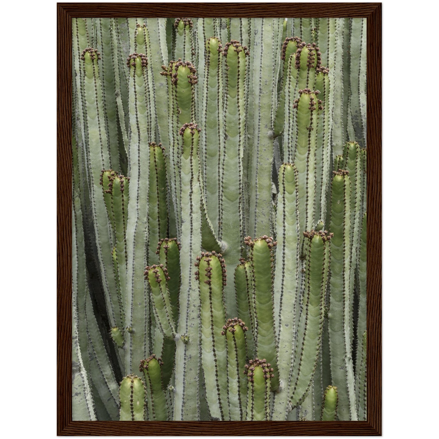Cacti Pattern Print