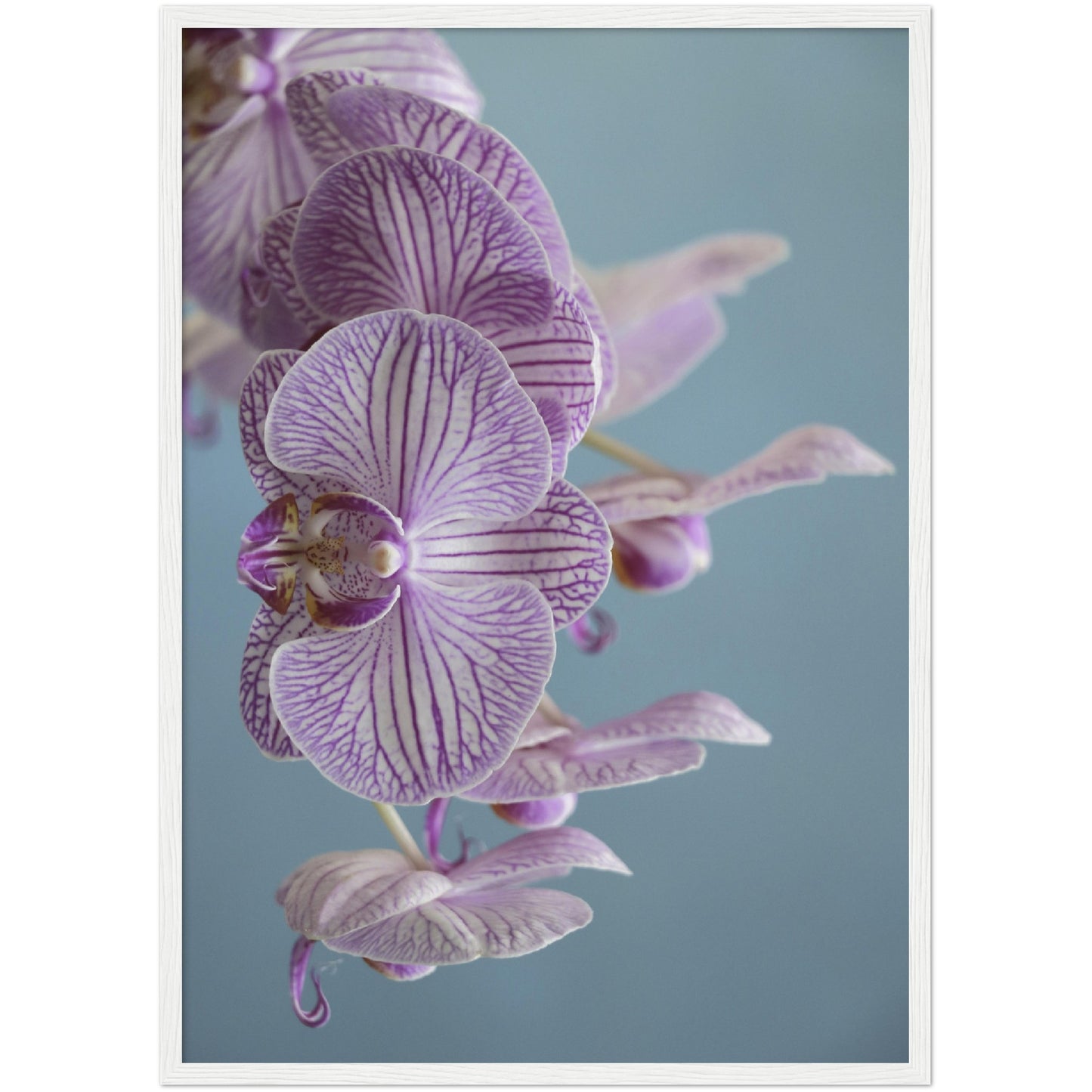 Purple Orchid Print