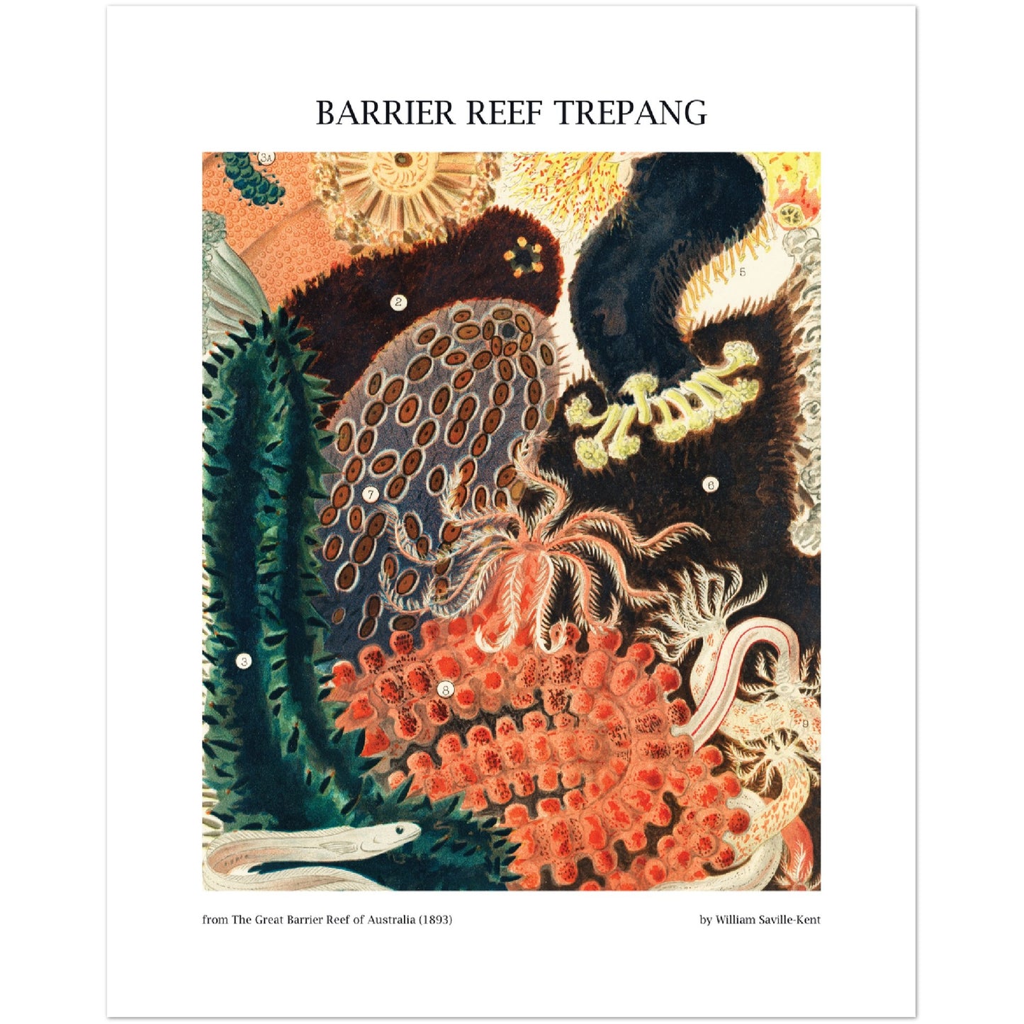 Barrier Reef Trepang Print