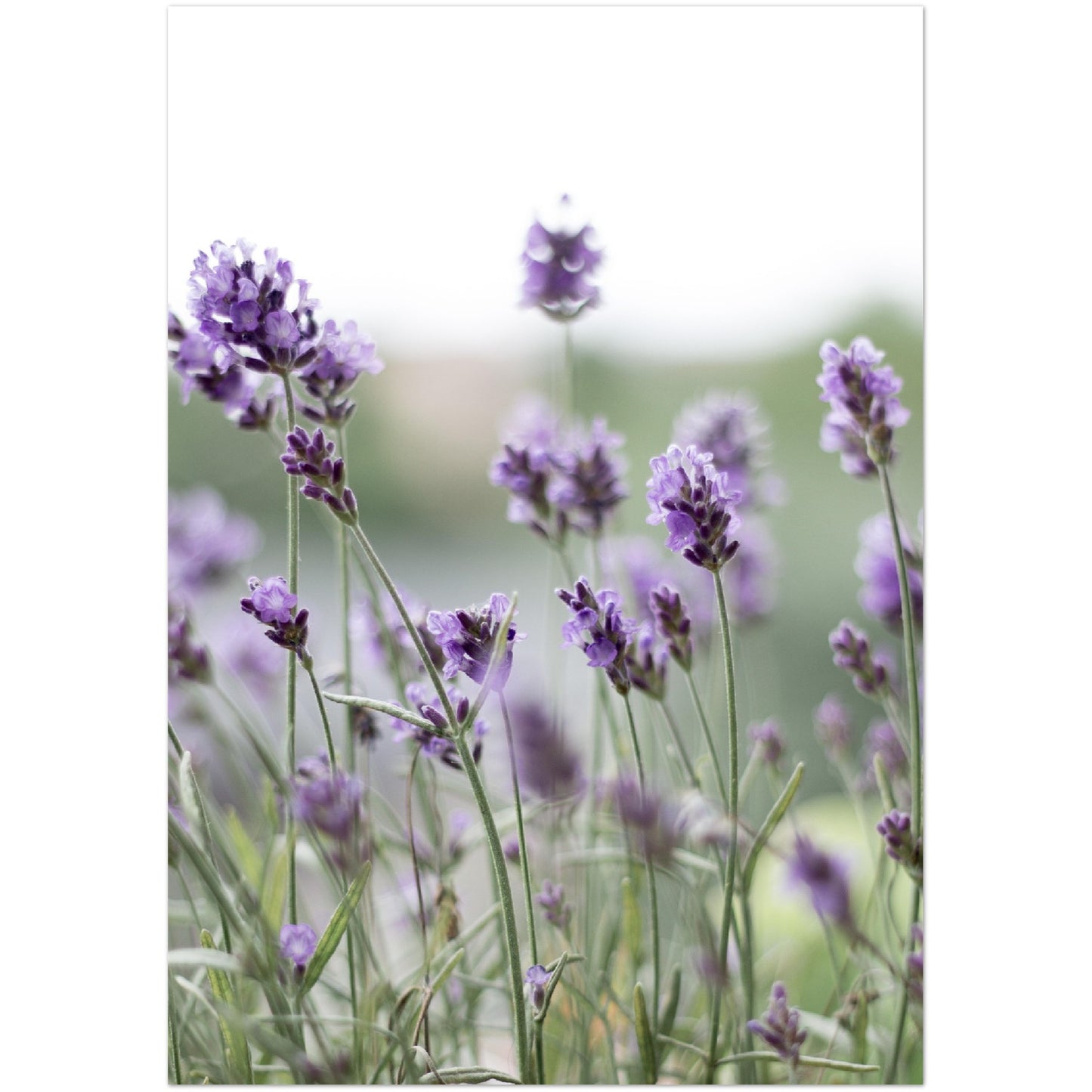 Lavender Print