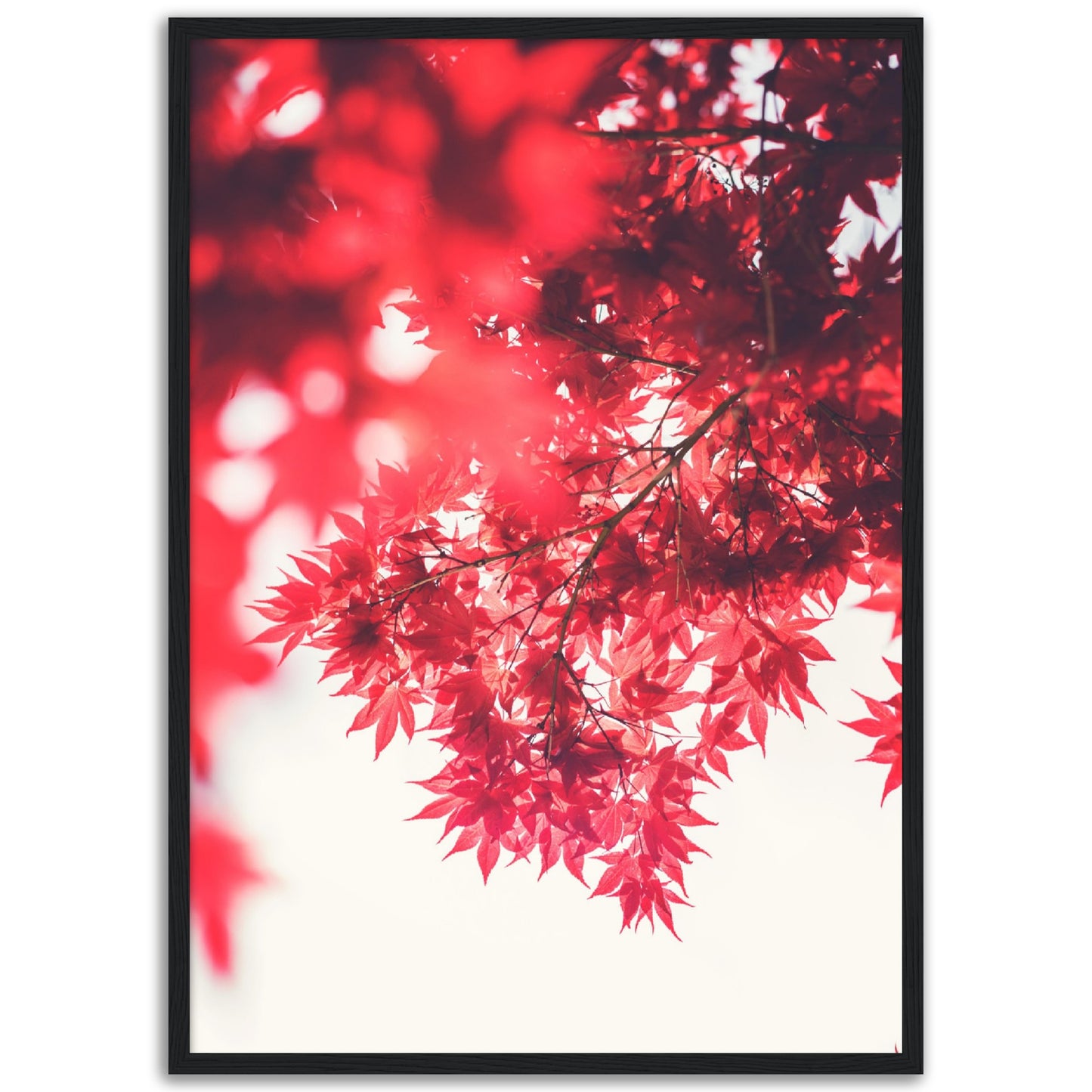 Red Maple No2 Print