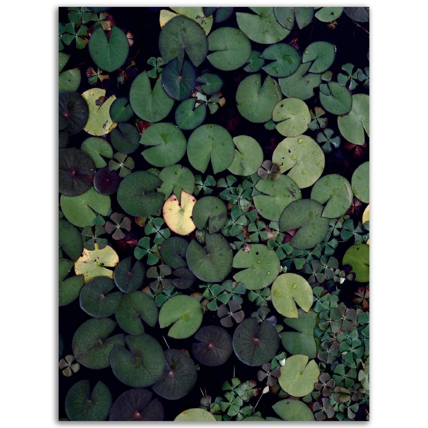 Lily Pond Print