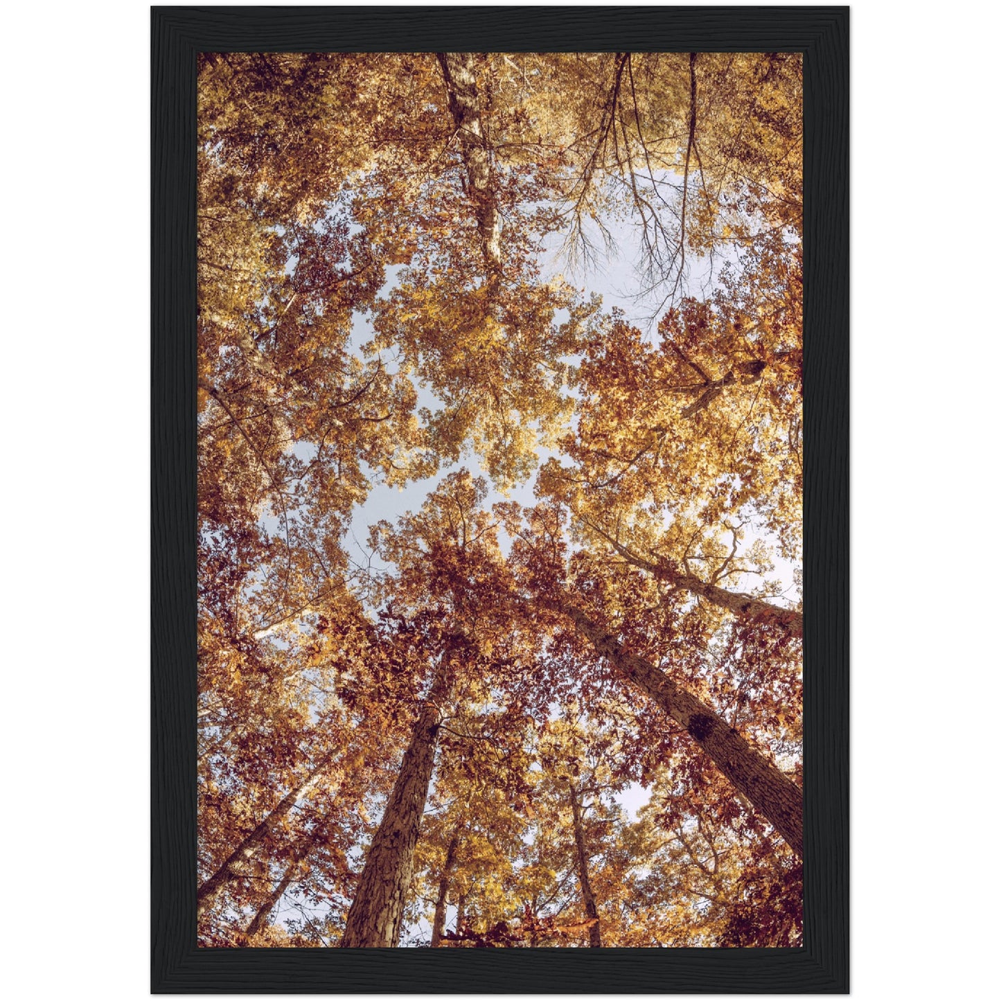 Autumn Canopy Print