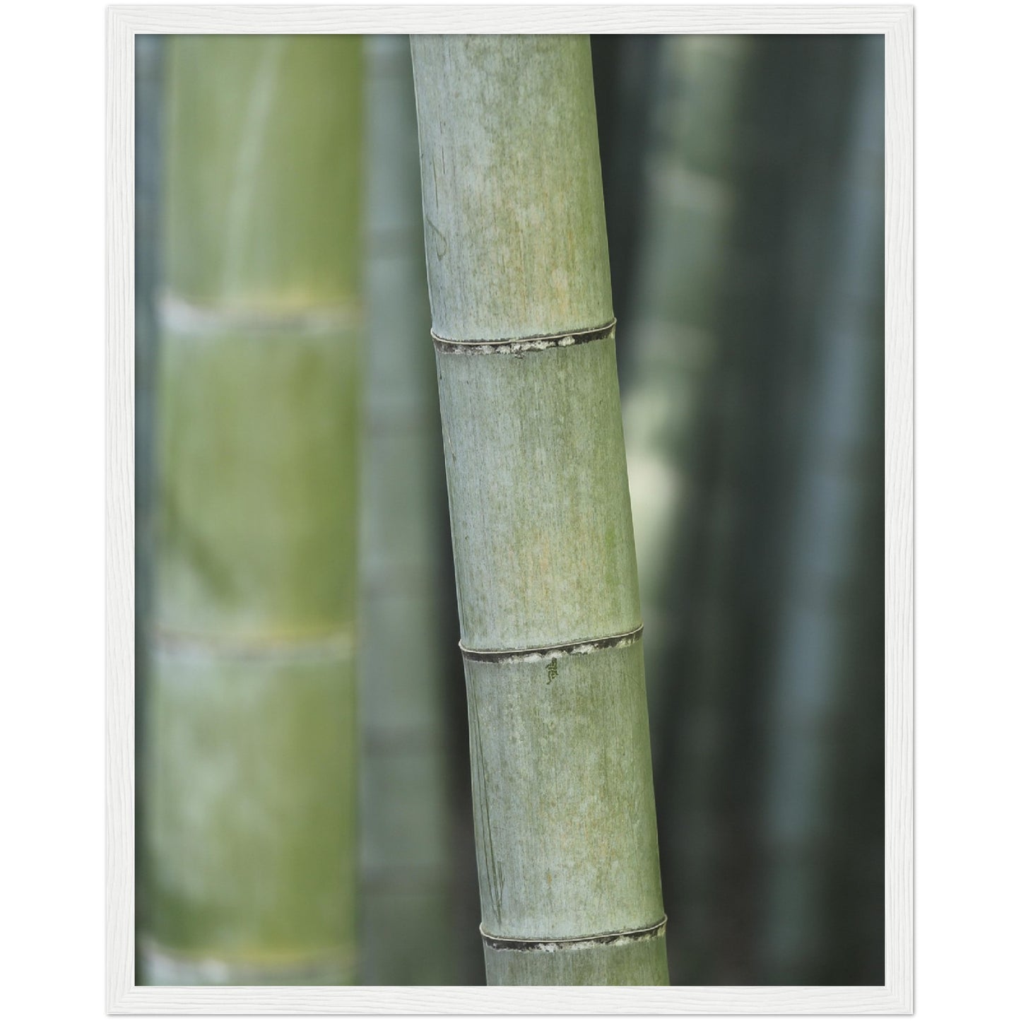 Bamboo Print