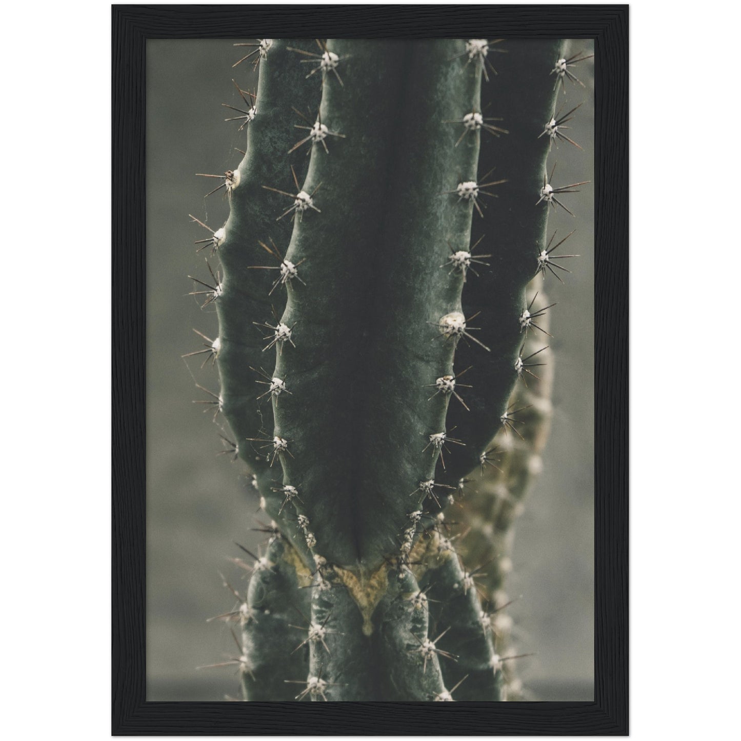 Cactus No1 Print