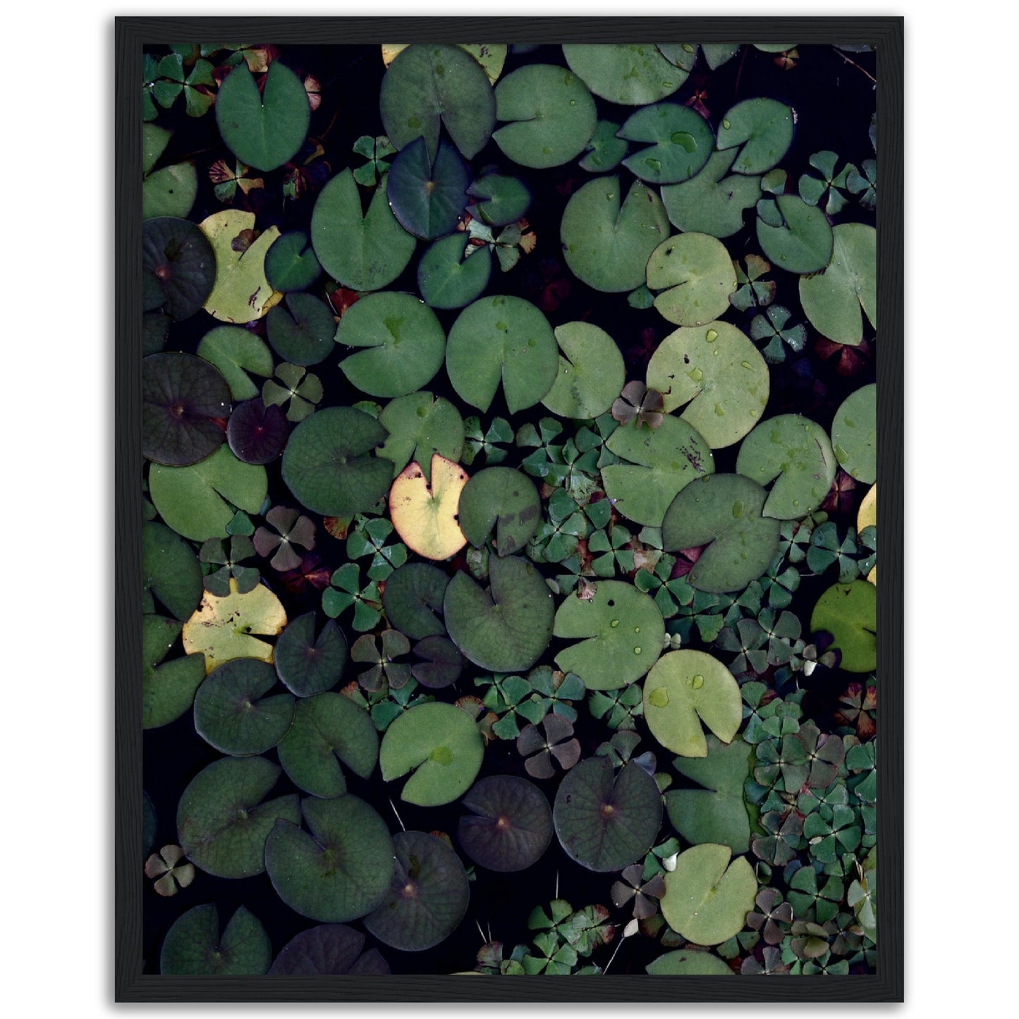 Lily Pond Print