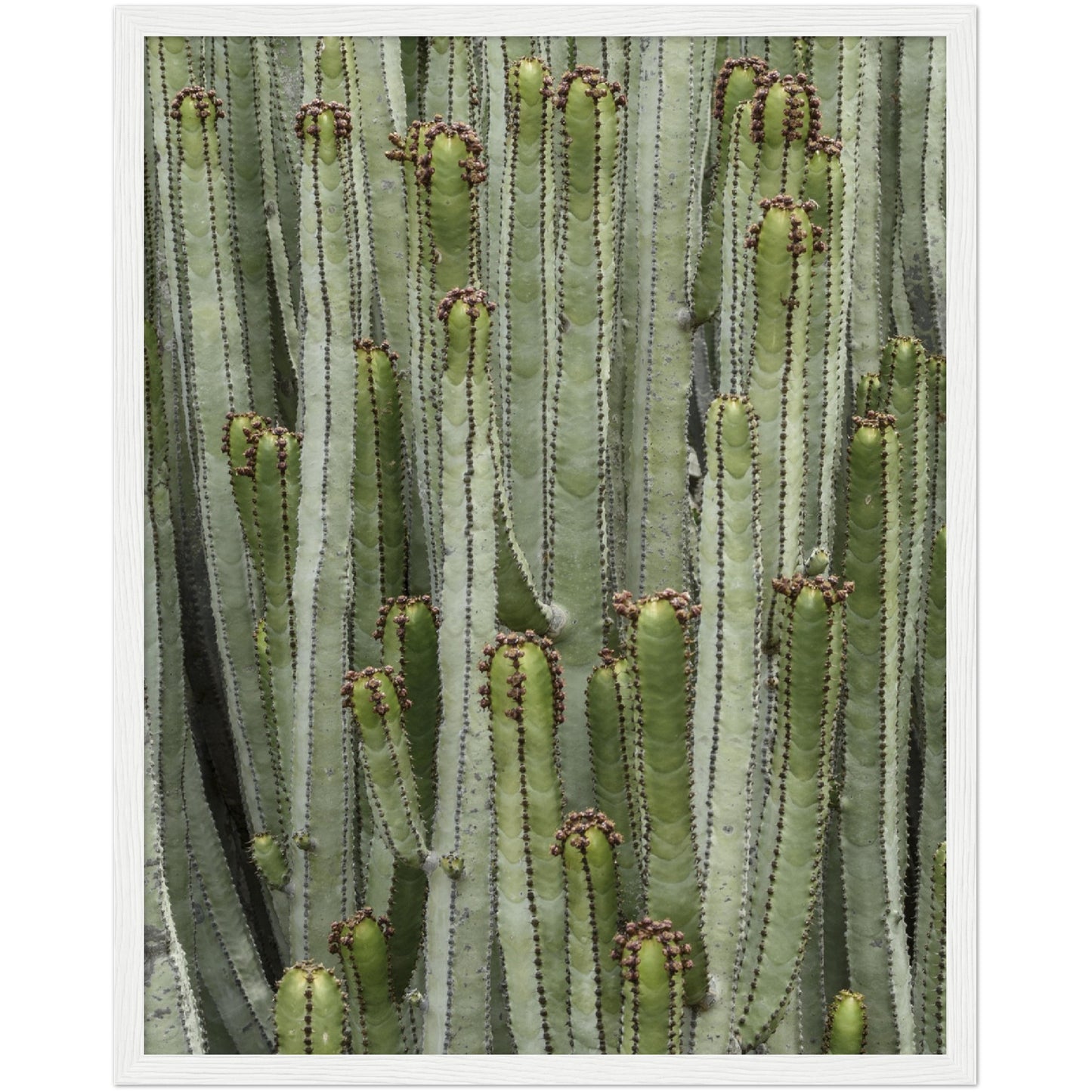 Cacti Pattern Print