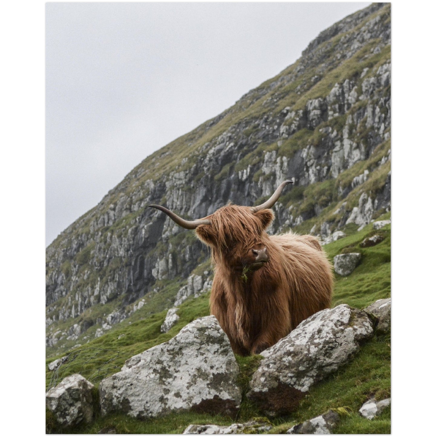 Cliff Highland Cow Print