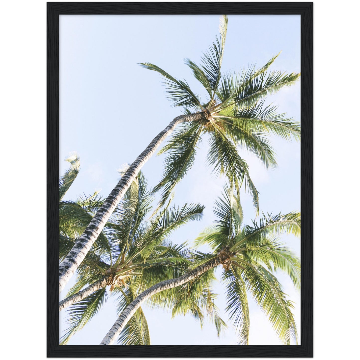 Three Palm Trees Print