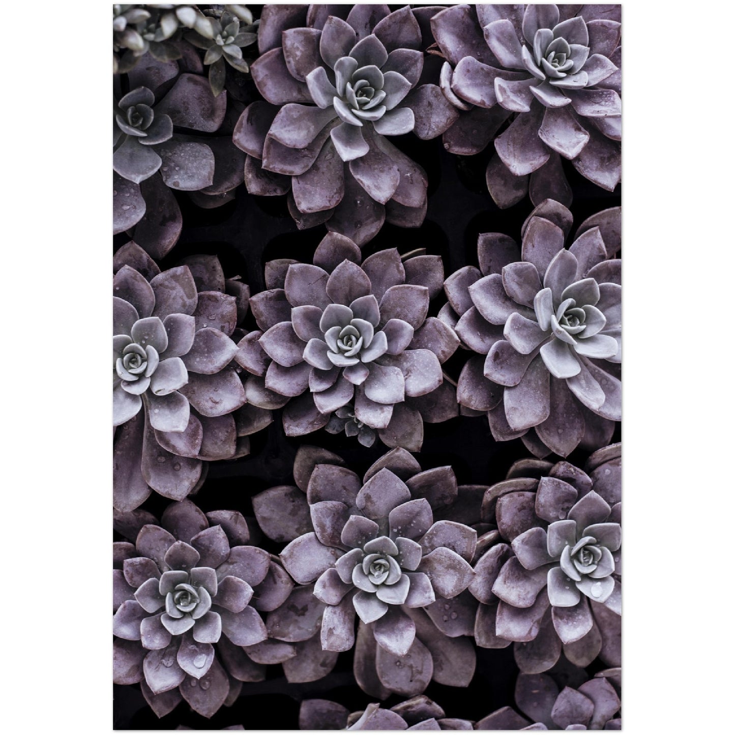 Purple Succulents Print