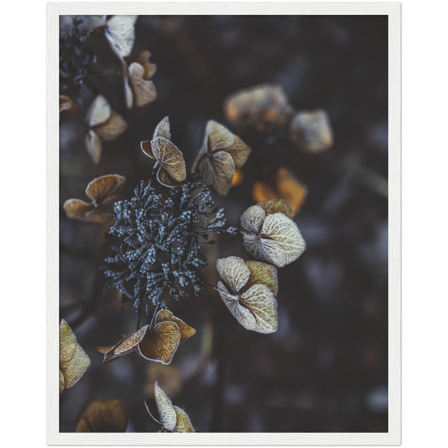 Frosty Hydrangea Print