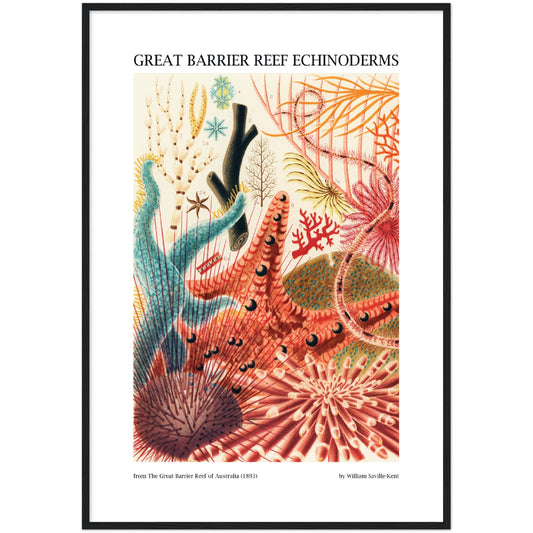 Great Barrier Reef Echinoderms Print