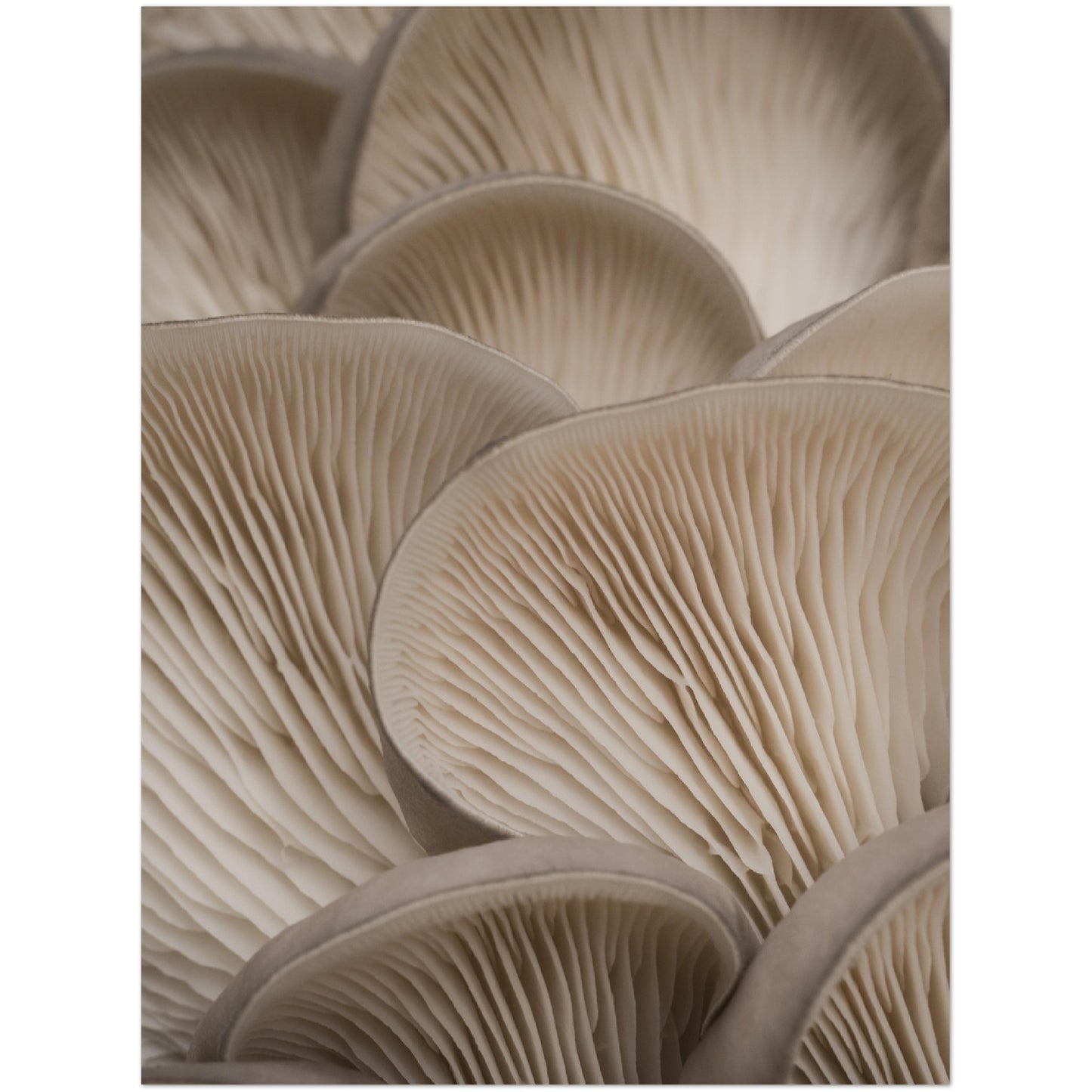 Oyster Mushrooms Print