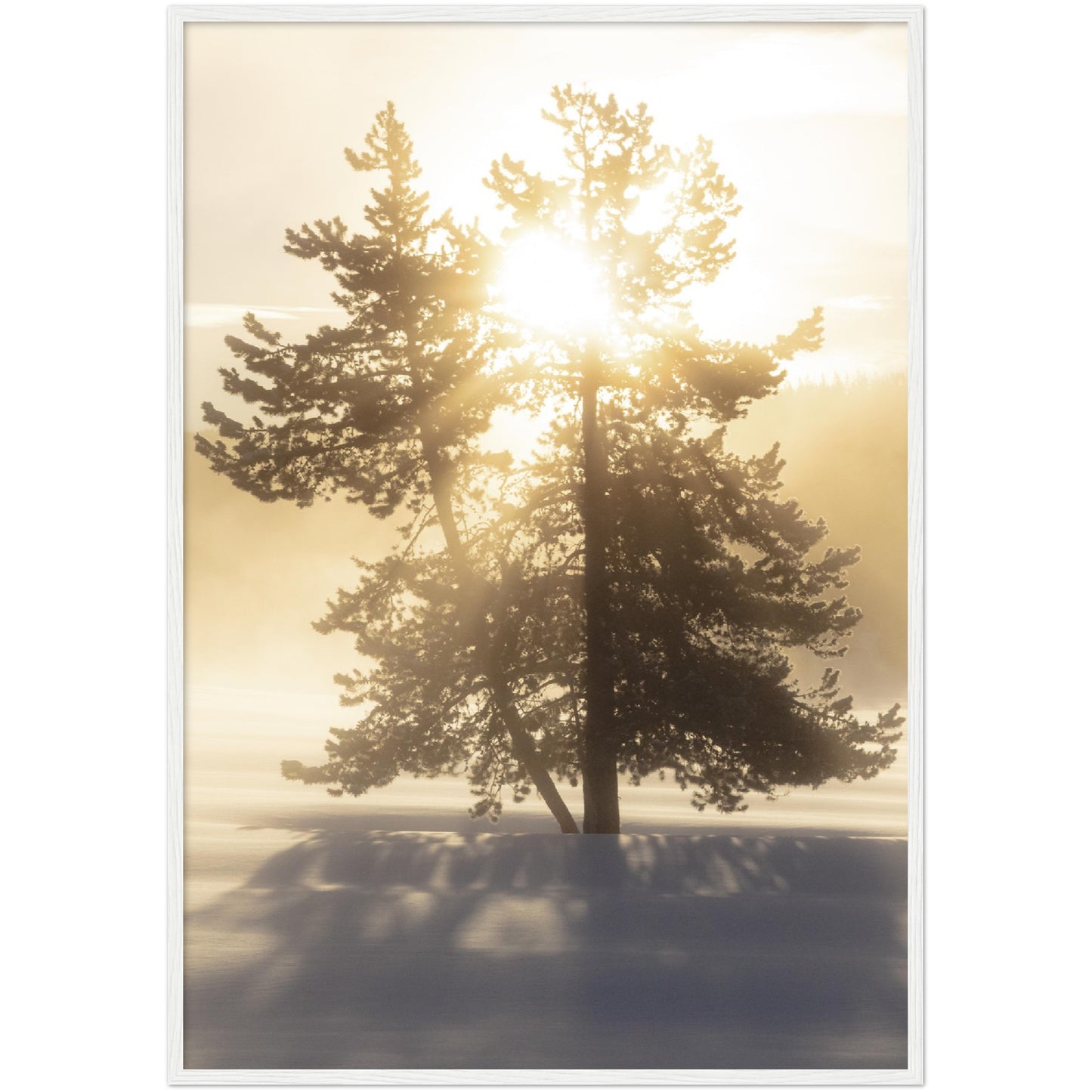 Sunlit Tree Print